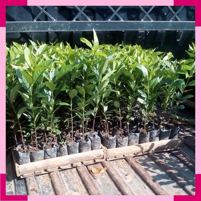 Jual Tanaman Daun Salam Bibit Daun Salam Bumbu Dapur | Shopee Indonesia