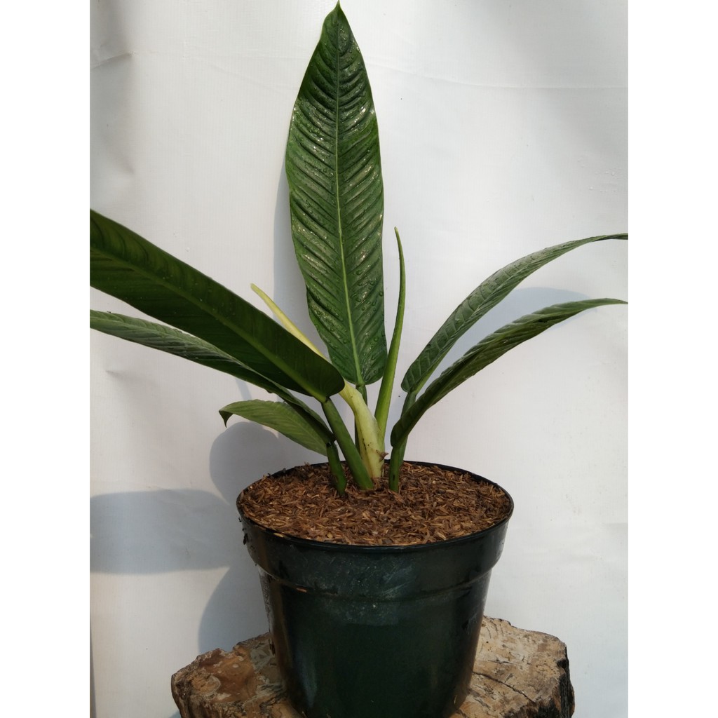 Jual tanaman hias pilo rinet / pilodendron / anthurium rinet -TANAMAN ...