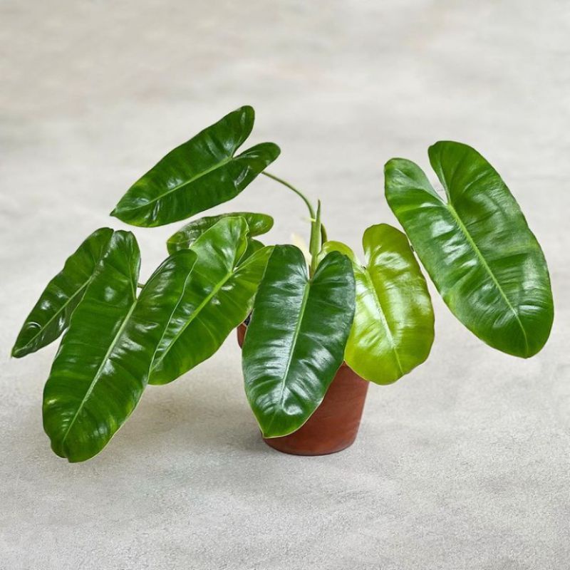 Jual BISA COD Tanaman hias bunga philodendron burle mark atau pilo ...