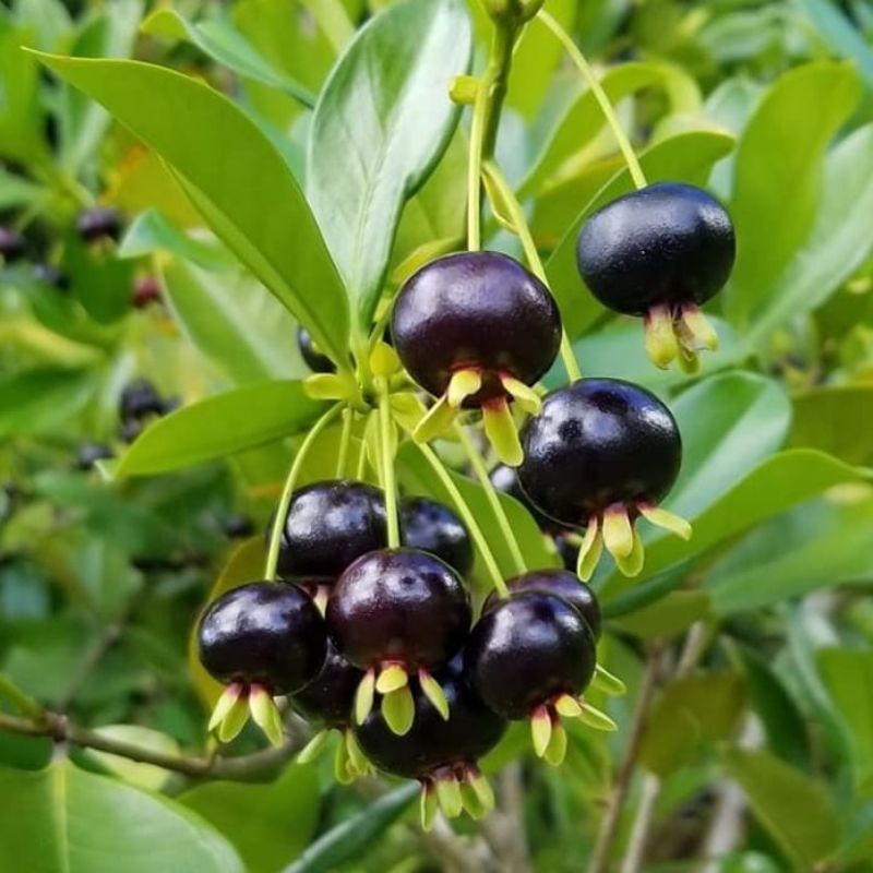 Jual Bibit tanaman buah cherry Brazil/grumichama (Eugenia brasiliensis ...