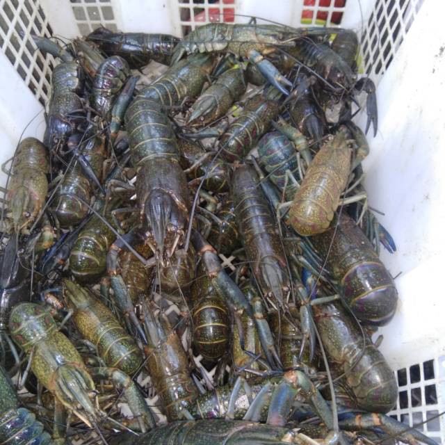 Jual PROBIOTIK BIOGAN UNTUK TAMBAK UDANG DAN BUDIDAYA LOBSTER AIR TAWAR | Shopee Indonesia