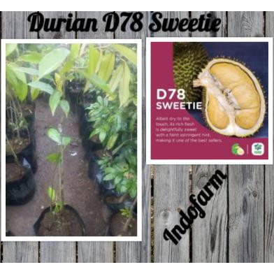 Jual H3I Tanaman Bibit Buah Durian D78 Sweetie Kaki 3 **^ | Shopee ...