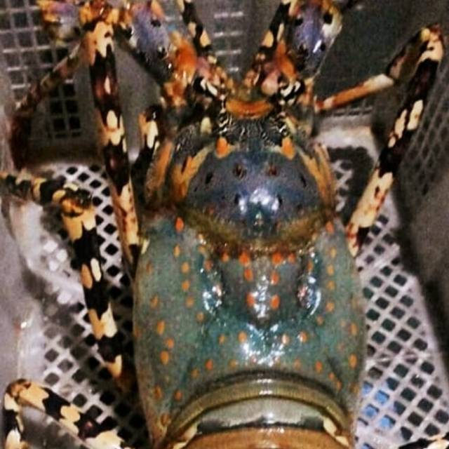 Jual Lobster Laut JUMBO Fresh Segar 1Ekor Size 1kg Sampai 1,2kg ...