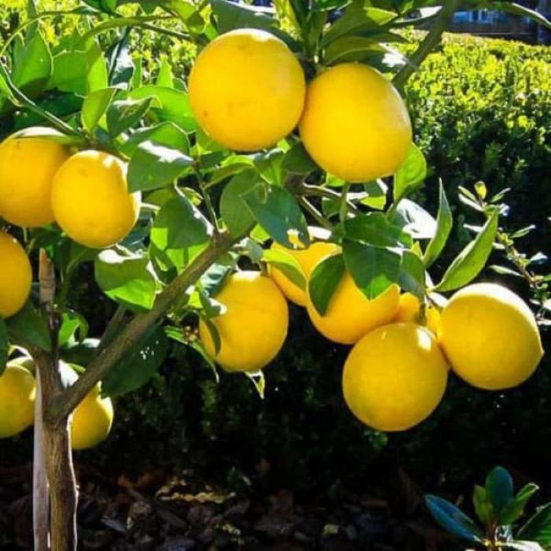 Jual Bibit Jeruk Lemon California Asli Berbuah Jumbo Beli 5 Gratis 1