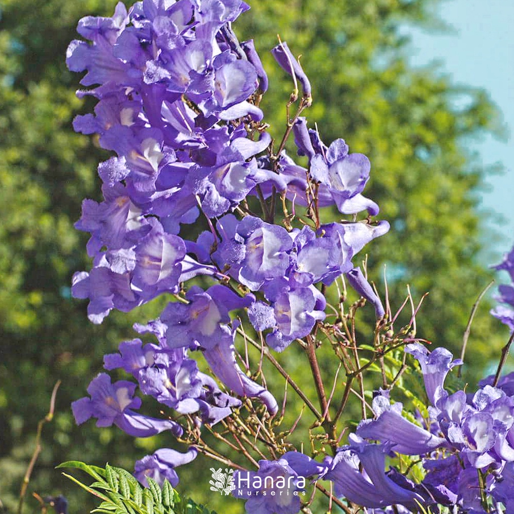 Jual Jacaranda mimosifolia - Jacaranda - pohon instan/instant tree ...