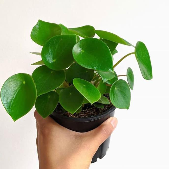 Jual Tanaman Hias Paperomia Raindrop - Peperomia Rain Drop Unik ...