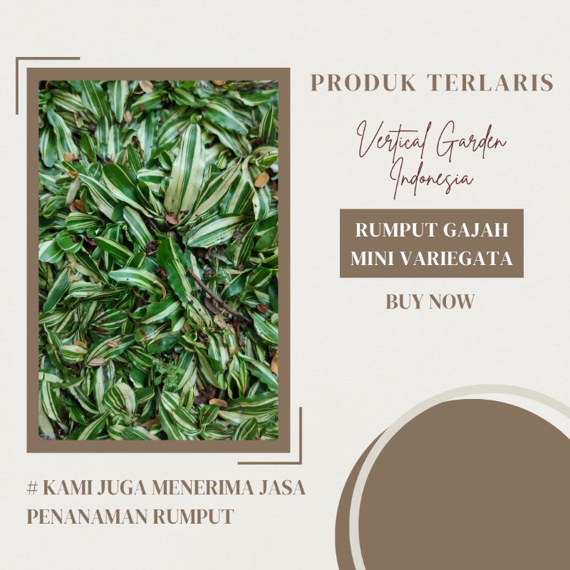 Jual Rumput Gajah Mini Variegata 100cm X 100cm Jasa Penanaman Rumput