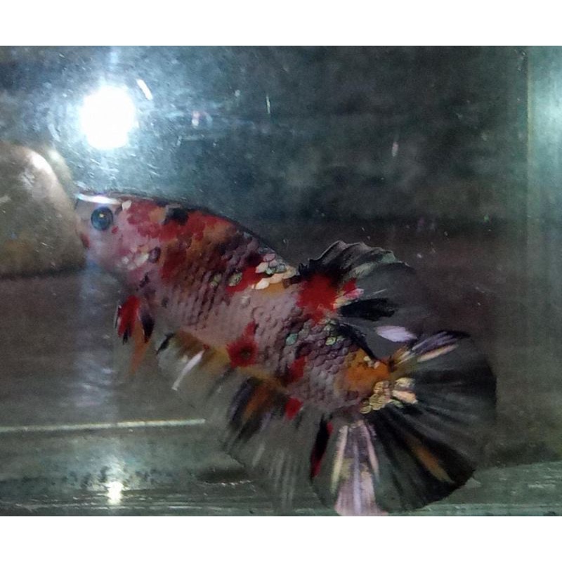 Jual bahanan cupang/betta red koi copper ( rkc ) yellow koi copper ...