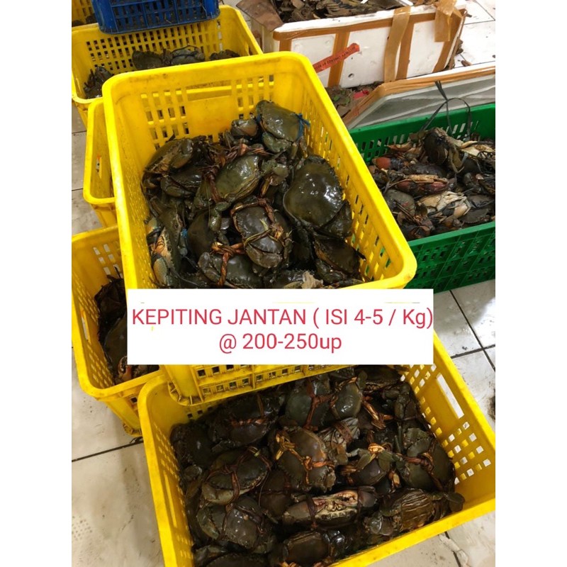 Jual Kepiting Jantan Hidup Isi 4 5 Ekor Kg Shopee Indonesia