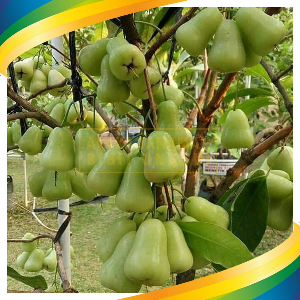 Jual Bibit Jambu Air Madu Deli Hijau - MDH Super Genjah | Shopee Indonesia