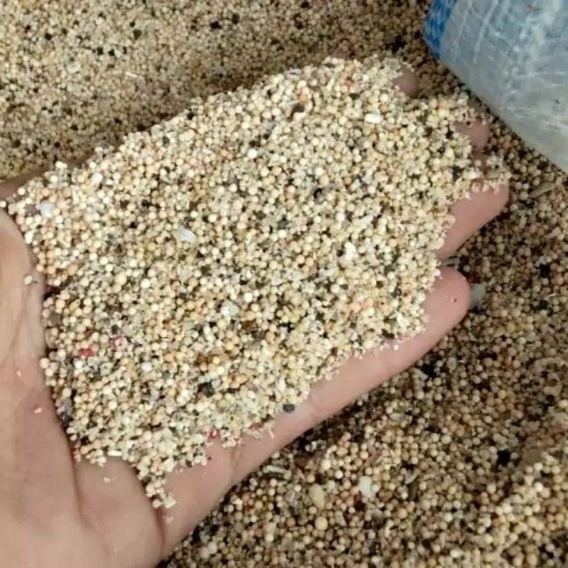 Jual Pasir Bali Aquarium Aquascape Hiasan Dasar Akuarium Ikan Air Laut Reef | Shopee Indonesia