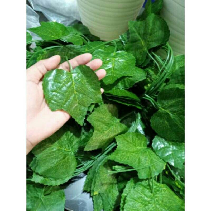 Jual daun anggur dan daun rambat | Shopee Indonesia