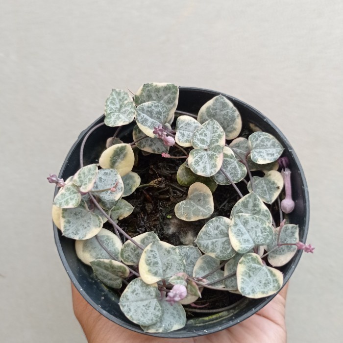 Jual string of hearth variegata KAKTUS SUKULEN TANAMAN HIAS | Shopee ...