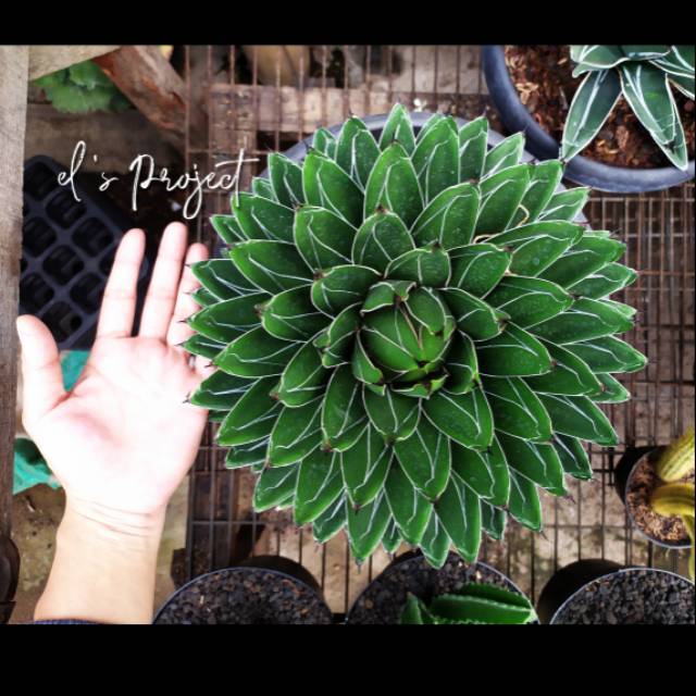 Jual Tanaman Hias Sukulen Succulent Agave Queen Victoriae Reginae Super Besar Import Shopee