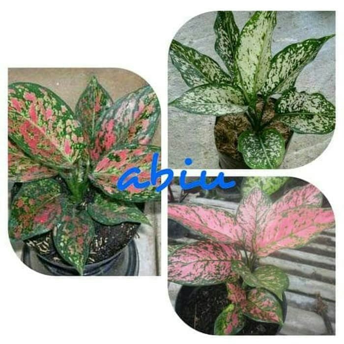 Jual Bibit Bunga Aglonema Paketan (Venus - Snow White - Ruby Valentine ...