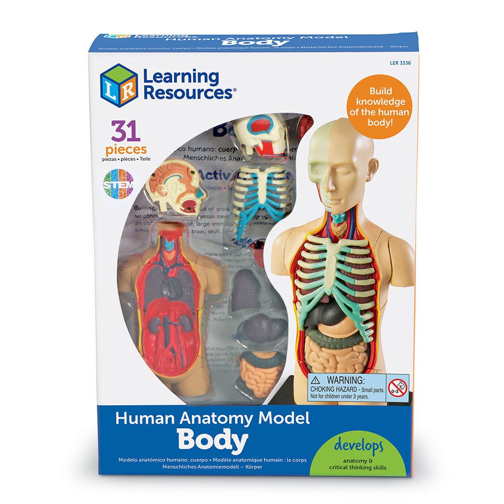 Jual Learning Resources Anatomy Model - Skeleton / Human Body / Brain ...