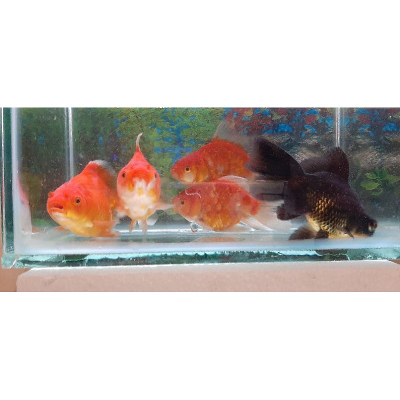 Jual ikan hias mas koki | Shopee Indonesia