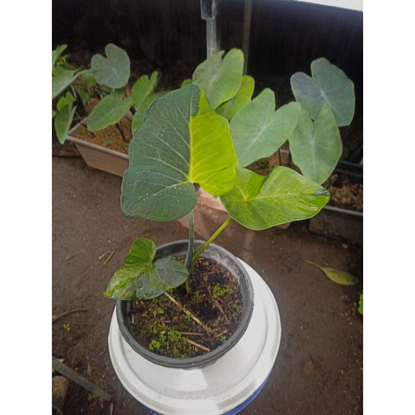 Jual Xanthosoma Sagittifolium Variegata | Shopee Indonesia