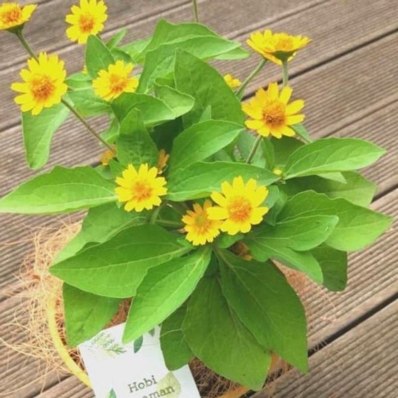 Jual Tanaman hias bunga matahari mini melampodium divaricatum