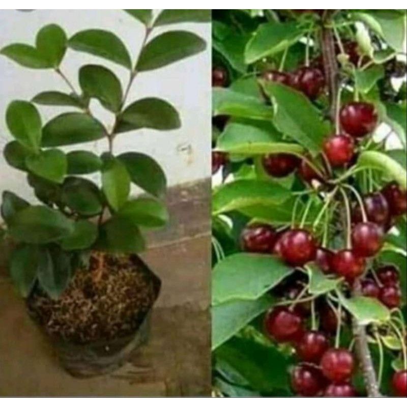 Jual bibit buah ceri merah impor manis | Shopee Indonesia