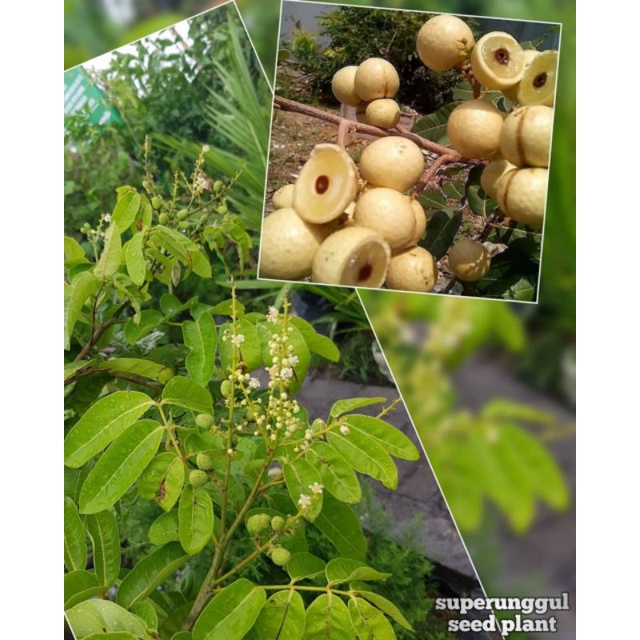 Jual bibit kelengkeng Harga Terbaik & Termurah Juni 2026 | Shopee Indonesia