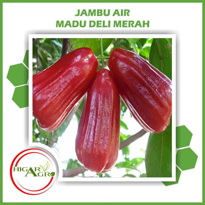 Jual Bibit Tanaman Buah Jambu Air Madu Deli Merah Bln Shopee Indonesia