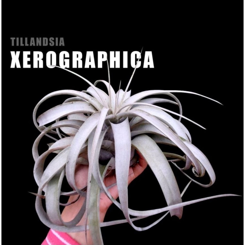 Jual TILLANDSIA XEROGRAPHICA Air Plant Airplant Tanaman Udara Tanaman ...