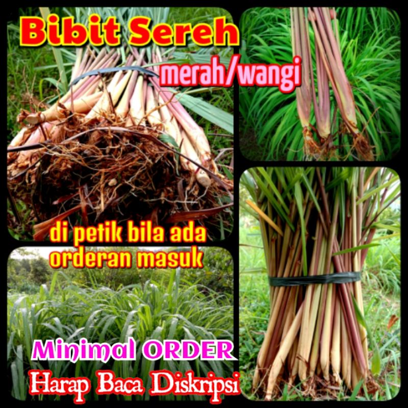 Jual SEREH MERAH / WANGI /SEREI MERAH | Shopee Indonesia