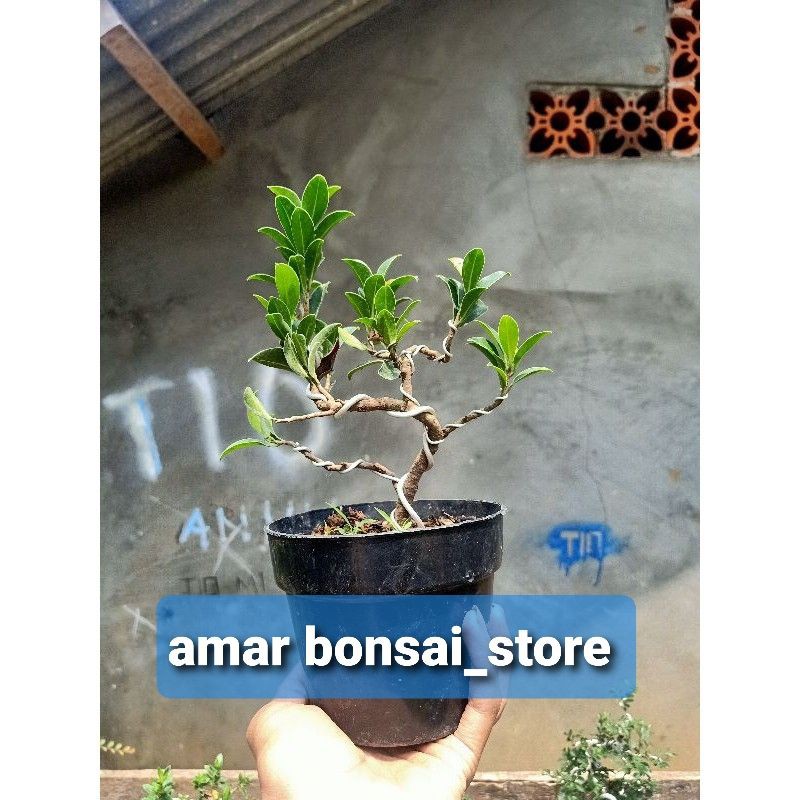 Jual bonsai beringin elegan tanaman Bonsai beringin Shopee Indonesia