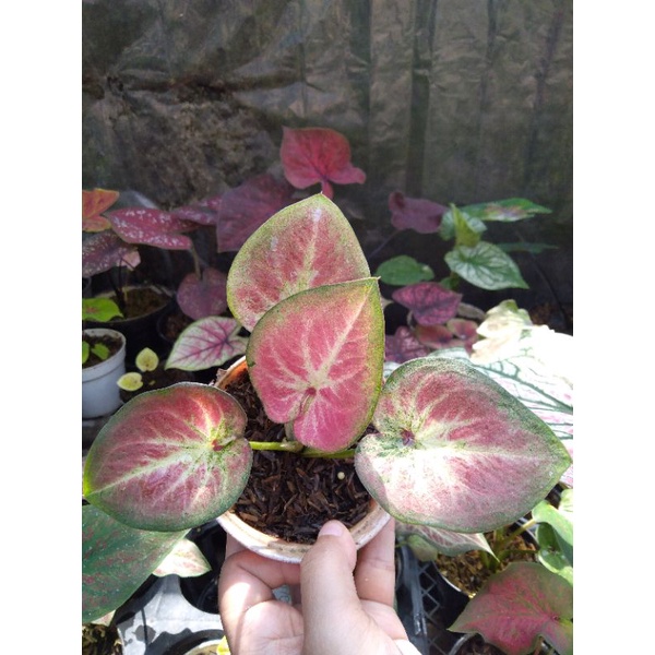 Jual Keladi Caladium Rich of Thai Thay ROT | Shopee Indonesia