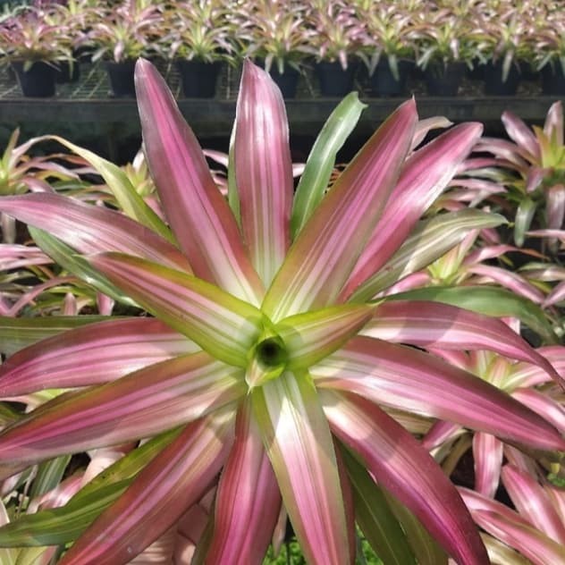 Jual pohon Bromelia Tri Color-Tanaman Hias Tri Color Taman Nadia ...