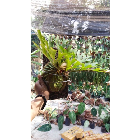 Jual Ridleyi / simbar kalimantan / platucerium | Shopee Indonesia