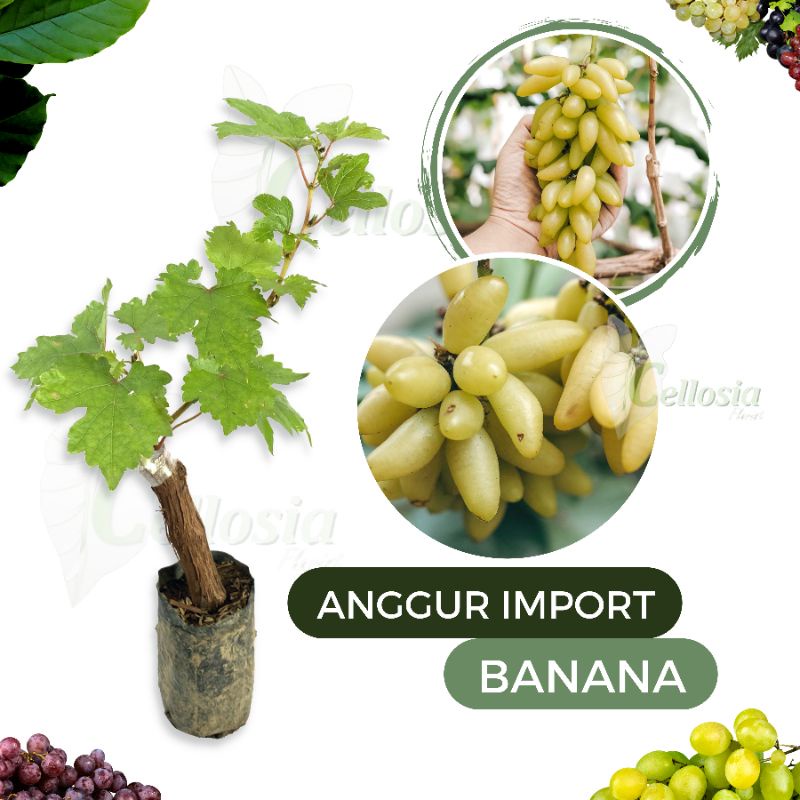 Jual Bibit Tanaman Anggur Import Grafting Bermacam Macam Jenis Shopee