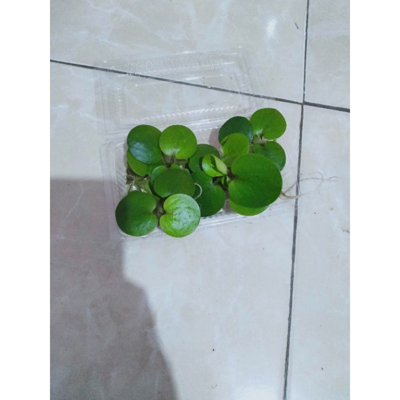 Produk audyyanti246 | Shopee Indonesia