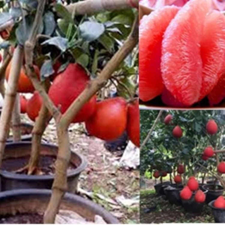 Bibit Jeruk Red Pamelo Thailand