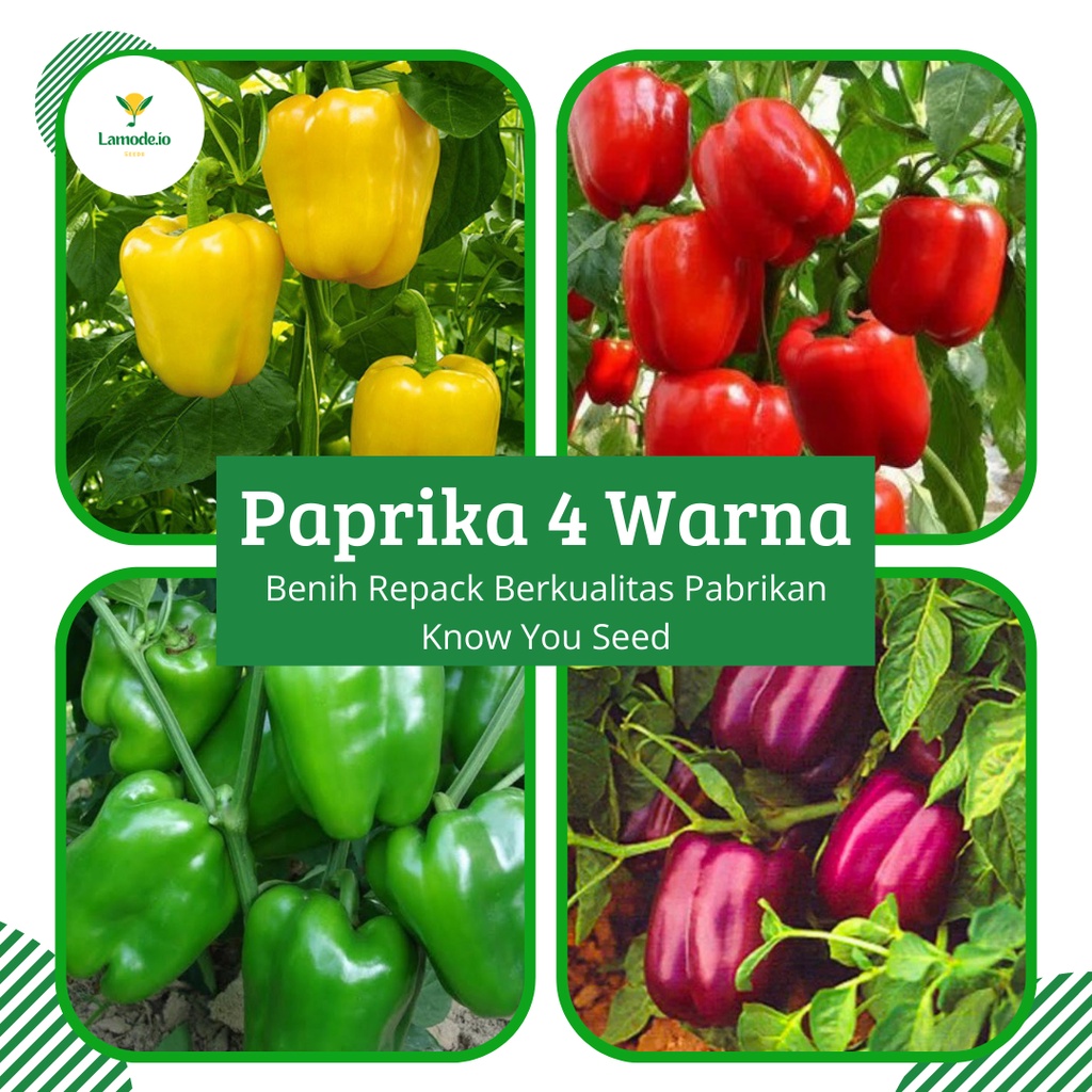 Jual Benih Paprika 4 Warna Bibit Tanaman Paprika Mix Merah Hijau Kuning Dan ungu Shopee Indonesia