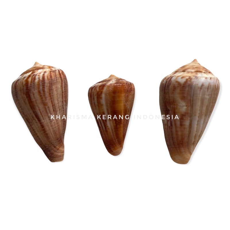 Jual CONUS GLADIATOR SHELL CANGKANG KERANG LAUT HIAS KERANG KOLEKSI ...