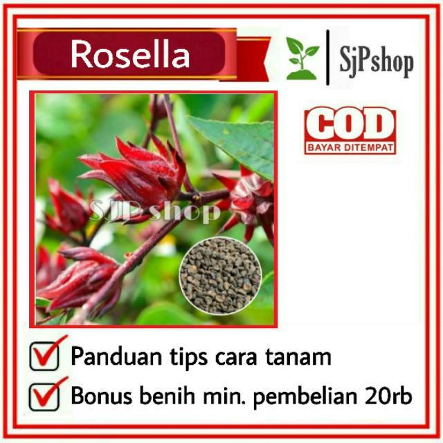 Jual (5 Biji ) Benih Bibit Biji - Rosella Merah Hibiscus Sabdariffa ...