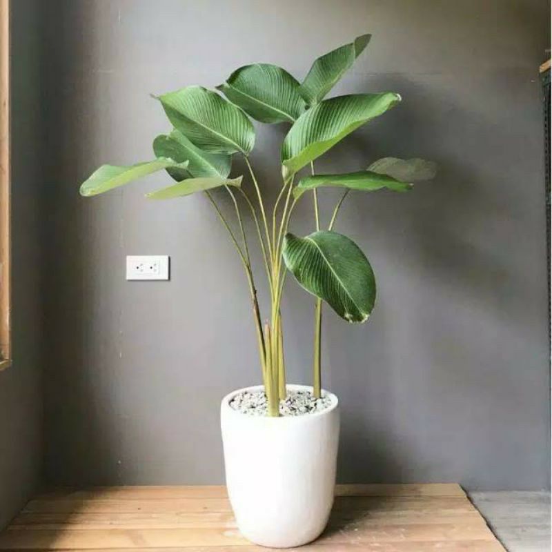 Jual Tanaman Hias Pisang Calathea Pohon Pisang Pisangan Heliconia Calathea Shopee Indonesia