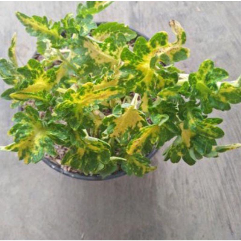 Jual miana ekor naga kuning-coleus electric lime solenostemon | Shopee ...