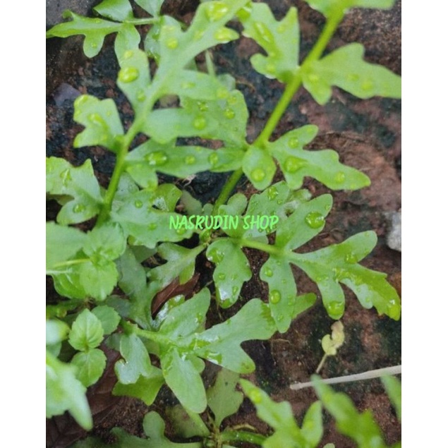 Jual BIBIT PAKIS RAWA | BIBIT PAKU RAWA | CERATOPTERIS THALICTROIDES ...