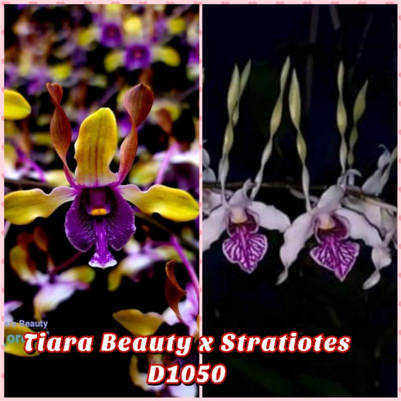 Jual anggrek Dendro Tiara Beauty X Dendro Stratiotes Shopee Indonesia