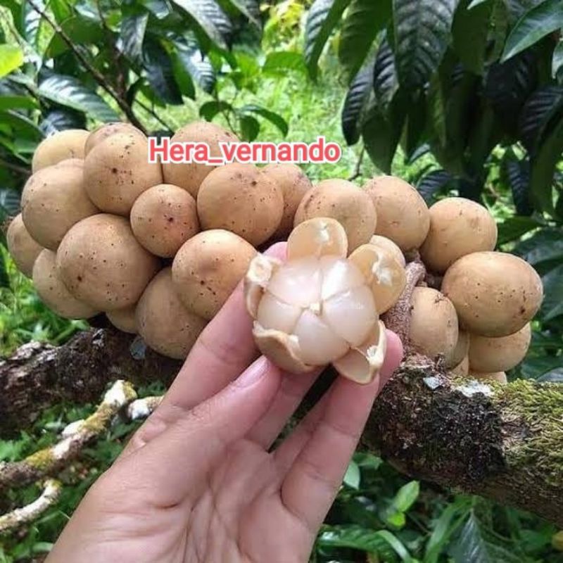 Bibit Buah Duku Manis Hasil Okulasi Tanpa Biji