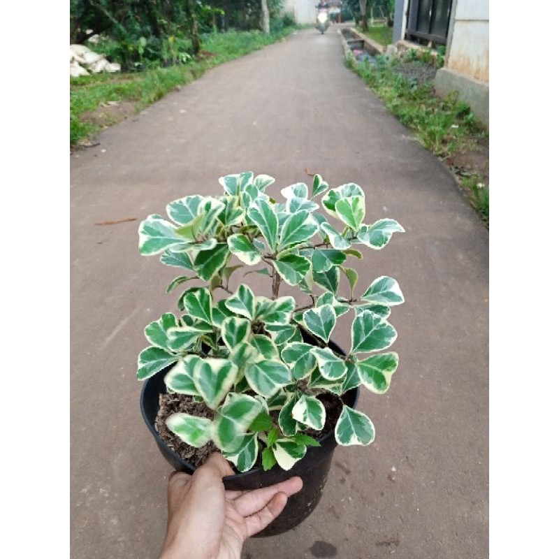 Jual Pohon Beringin Kupu Kupu Varigata Tanaman Hias Shopee Indonesia