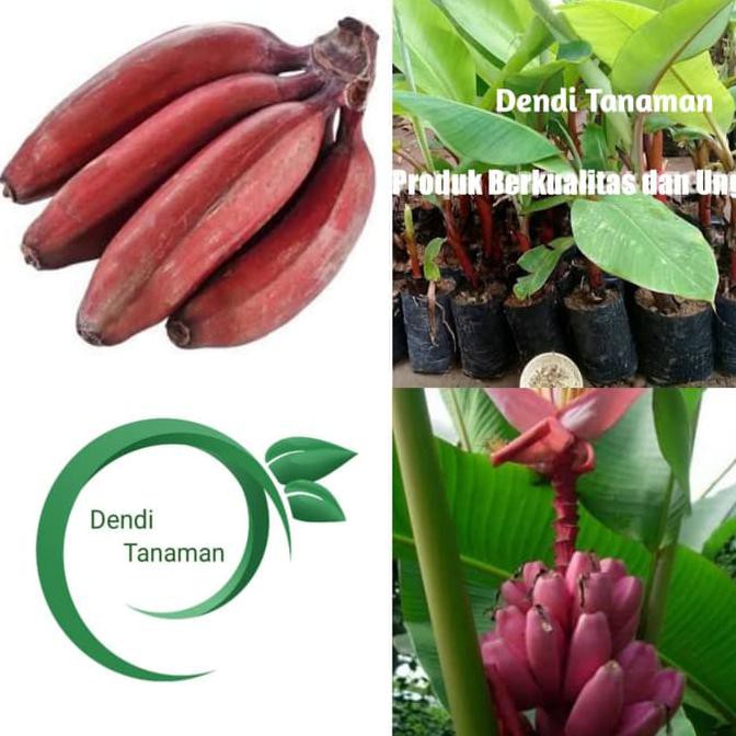Jual Terbaik Bibit Pohon Pisang Raja Merah / Buah Pisang Raja | Shopee ...