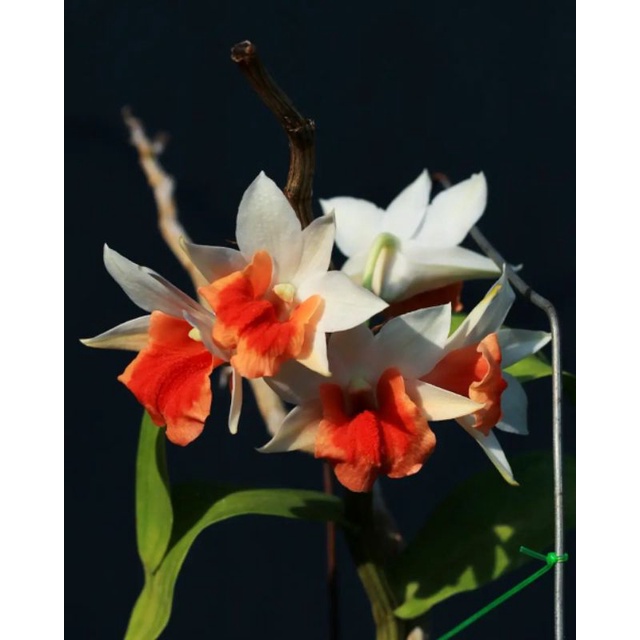 Jual Seedling Anggrek Dendrobium Sophia Ang Bibit Anggrek Dendrobium Shopee Indonesia