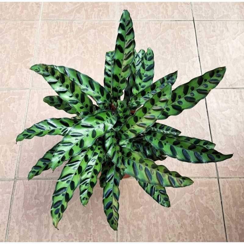 Jual maranta ekor ayam/ maranta keris / CALATHEA LANCIFOLIA (INSIGNIS ...