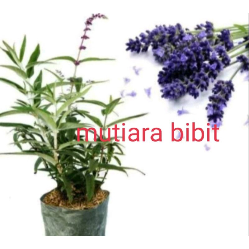 Bibit tanaman bunga lavender diskon
