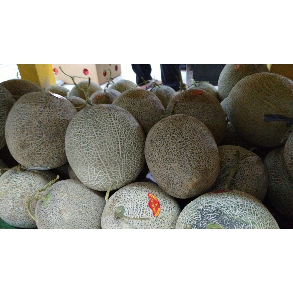 Jual DUTA BUAH Melon Red Sweet SF (1.5-2.0KG/PCS) | Shopee Indonesia