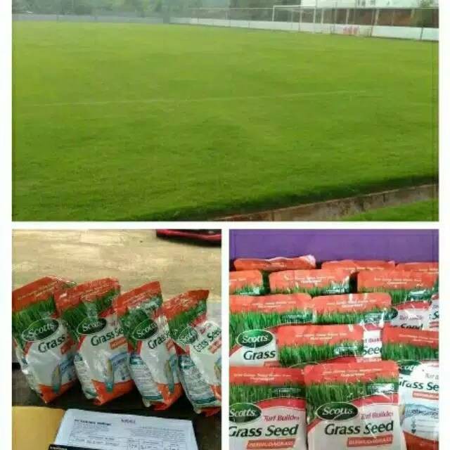 Jual Promo Gram Biji Rumput Jepang Bibit Biji Rumput Jepang Benih